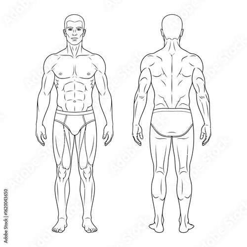 Vector illustration of front and back view of a muscular mans body isolated on white background