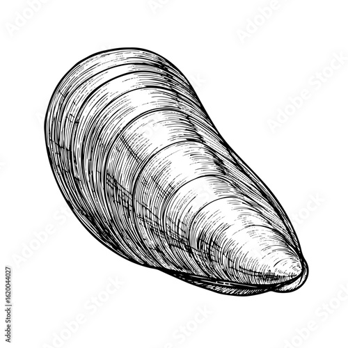 mussel line art engraving, vector illustration, isolated on white background