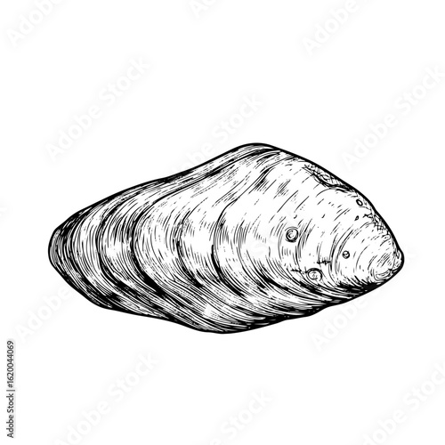 mussel line art engraving, vector illustration, isolated on white background