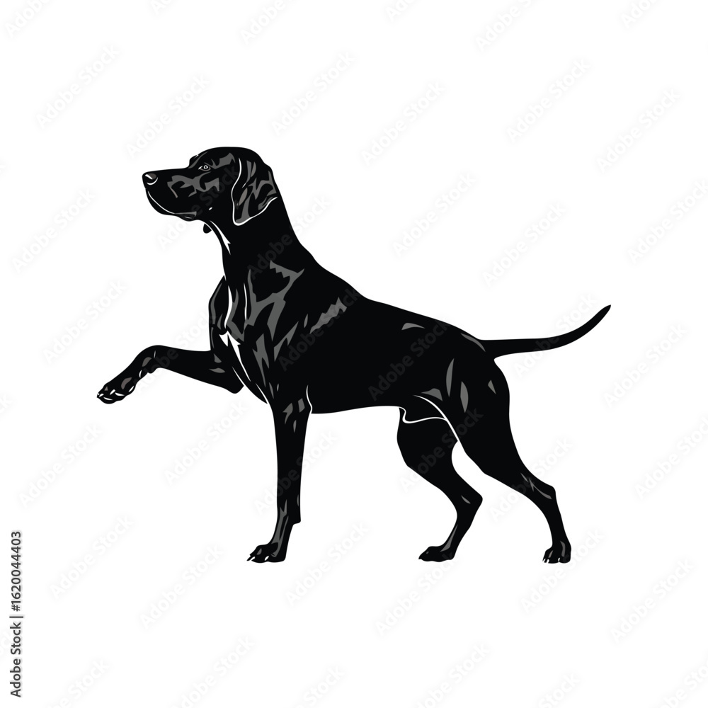Obraz premium Vector illustration of a black pointer dog standing on a white background