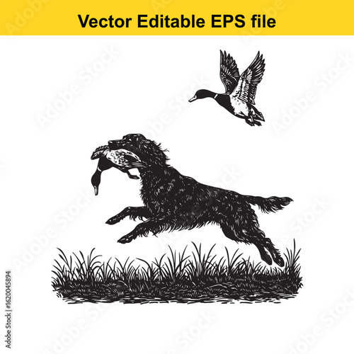 Irish Setter Vintage Black & White Hunting Dog Illustration with Muller Duck – Standing, Jumping, and Hunting Pose