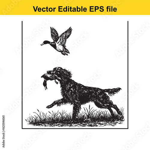Irish Setter Vintage Black & White Hunting Dog Illustration with Muller Duck – Standing, Jumping, and Hunting Pose