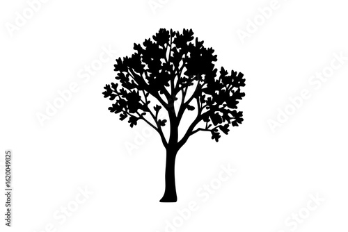 Blooming poplar tree silhouette on white background