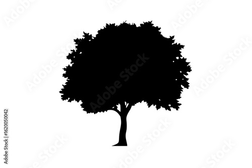 Blue Elm Tree Silhouette nature