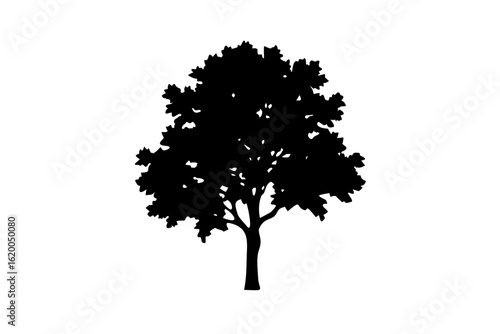 Blue Linden Tree Silhouette nature