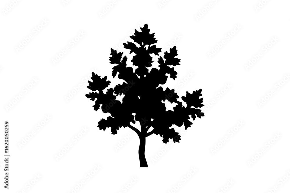 Obraz premium Juniper Tree Silhouette on White Background evergreen