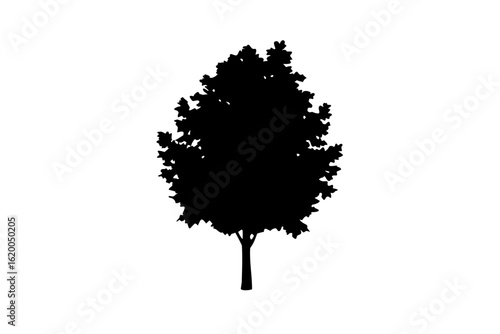 Blue Poplar Tree Silhouette nature plant