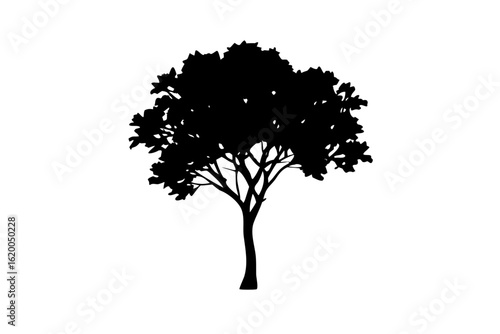 Blue Rowan Tree Silhouette nature