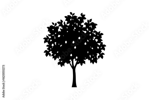 Sapodilla Tree Silhouette on White Background plant