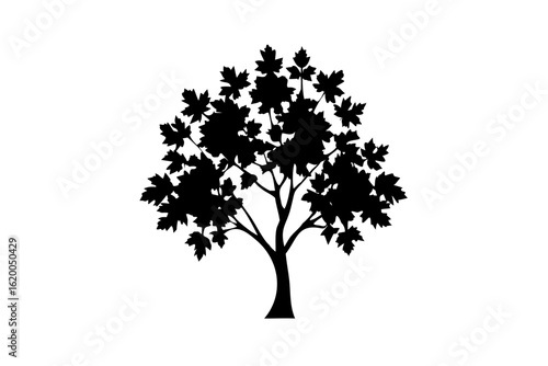 Sycamore Tree Silhouette Blooming White Background