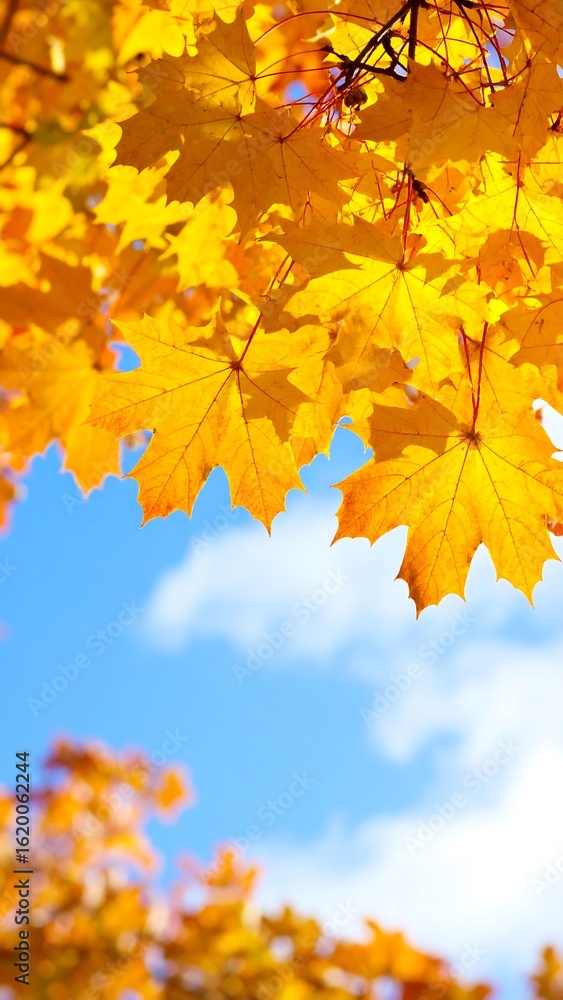 Vibrant autumn leaves against a clear sky Vibrant autumn leaves against a clear sky