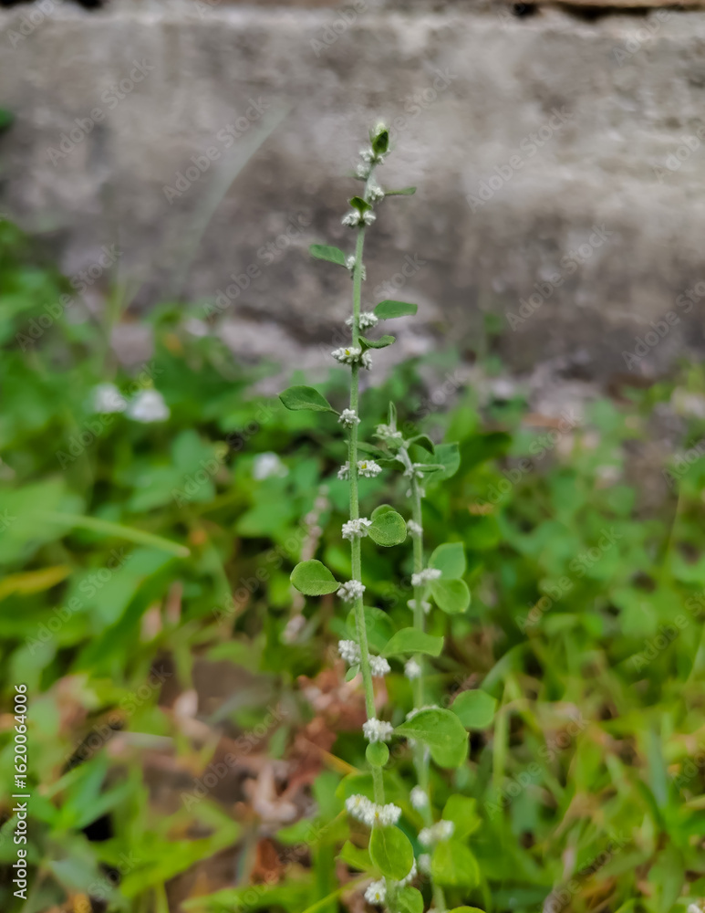 Fototapeta premium close up of the wild Ouret lanata plant in flower