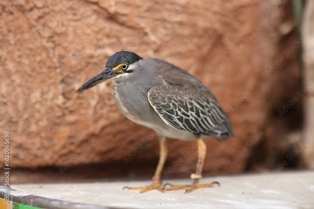 Obraz premium A photo of a small heron with striking yellow eyes and patterned wings is displayed on a laptop screen. The bird stands against a rocky background, shown in high detail.