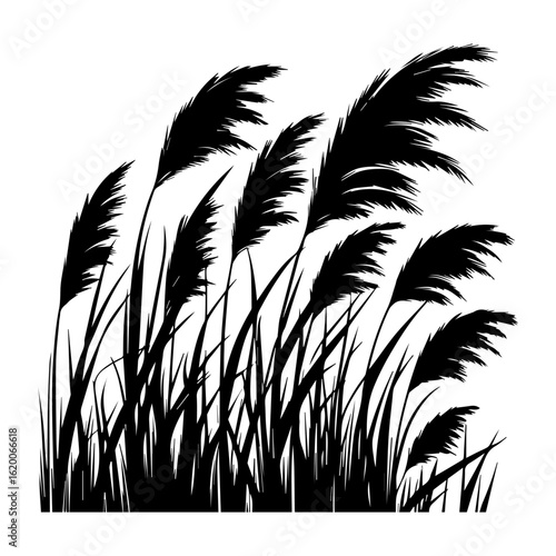 Black Silhouette of Tall Grasses Swaying in the Wind.
