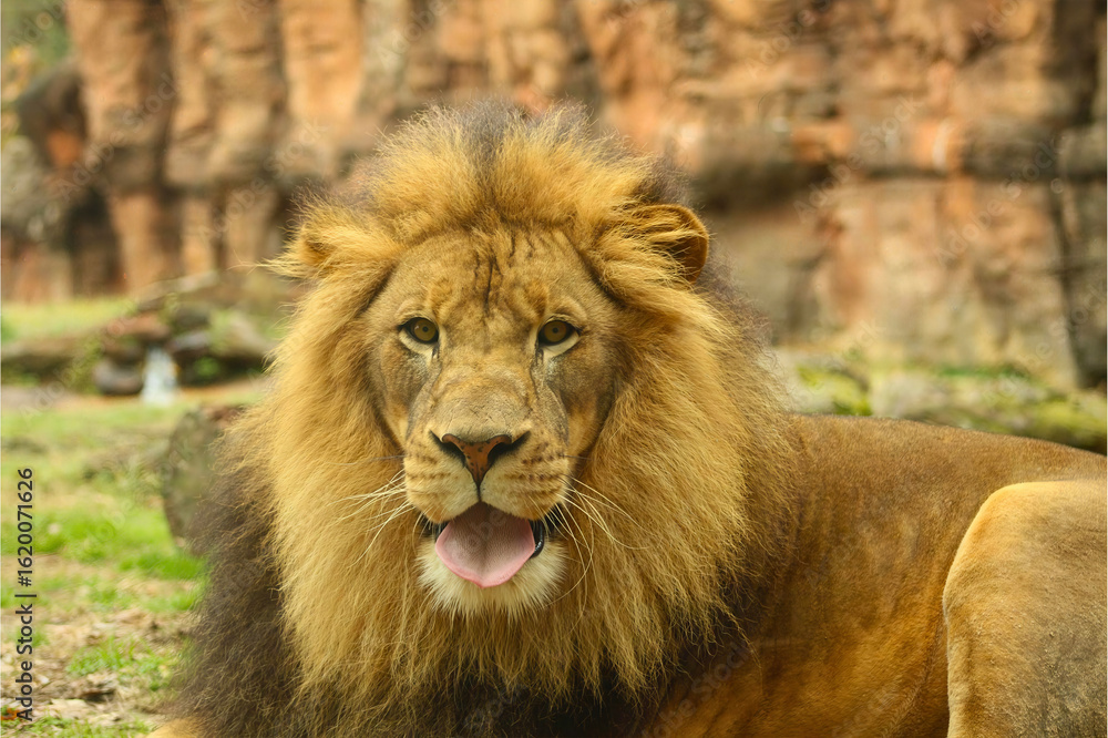Majestic Male Lion on Grass Majestic Male Lion on Grass