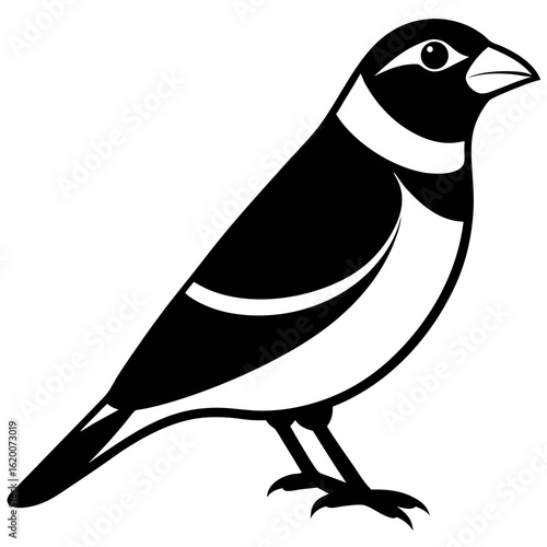 bird on a white background