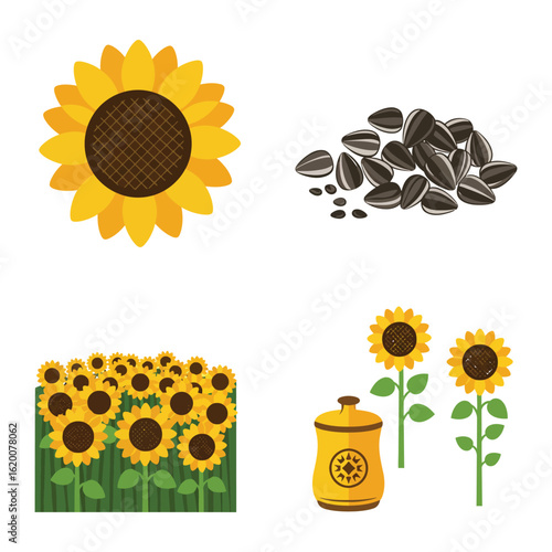 Sunflower Elements and Seeds Illustration on White Background in Flat Design