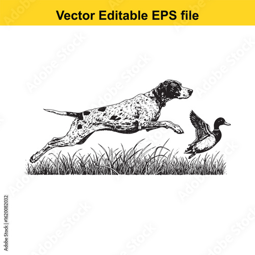 Pointer Vintage Black & White Hunting Dog Illustration with Muller Duck – Standing, Jumping, and Hunting Pose