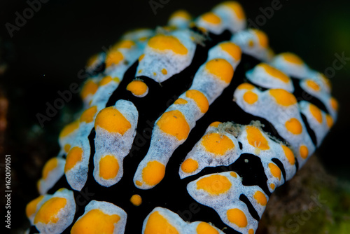 View of the sea slug with striking colors, a black body adorned with bright yellow spots outlined in white, a vibrant spectacle of underwater life, Pemuteran, Bali, Indonesia.