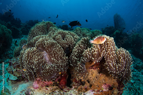 View of soft corals teeming with life, a vibrant underwater ecosystem where colorful fish dart amidst the intricate formations, Pemuteran, Bali, Indonesia.