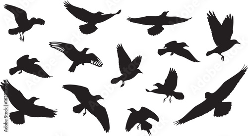 Diverse Silhouettes of Birds in Flight Against a White Background Keywords: bird, flying, flight, silhouette, black and white, wing