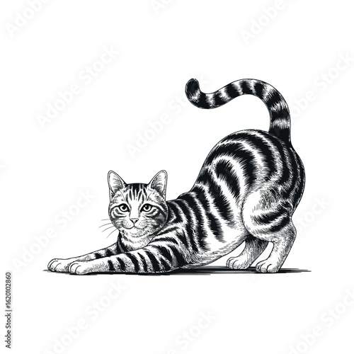 Cat engraving art