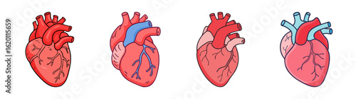 Four stylized depictions of the human heart in varying colors and perspectives