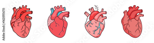 A Cartoonish Illustration of Anatomical Human Hearts with Varied Arterial Representations
