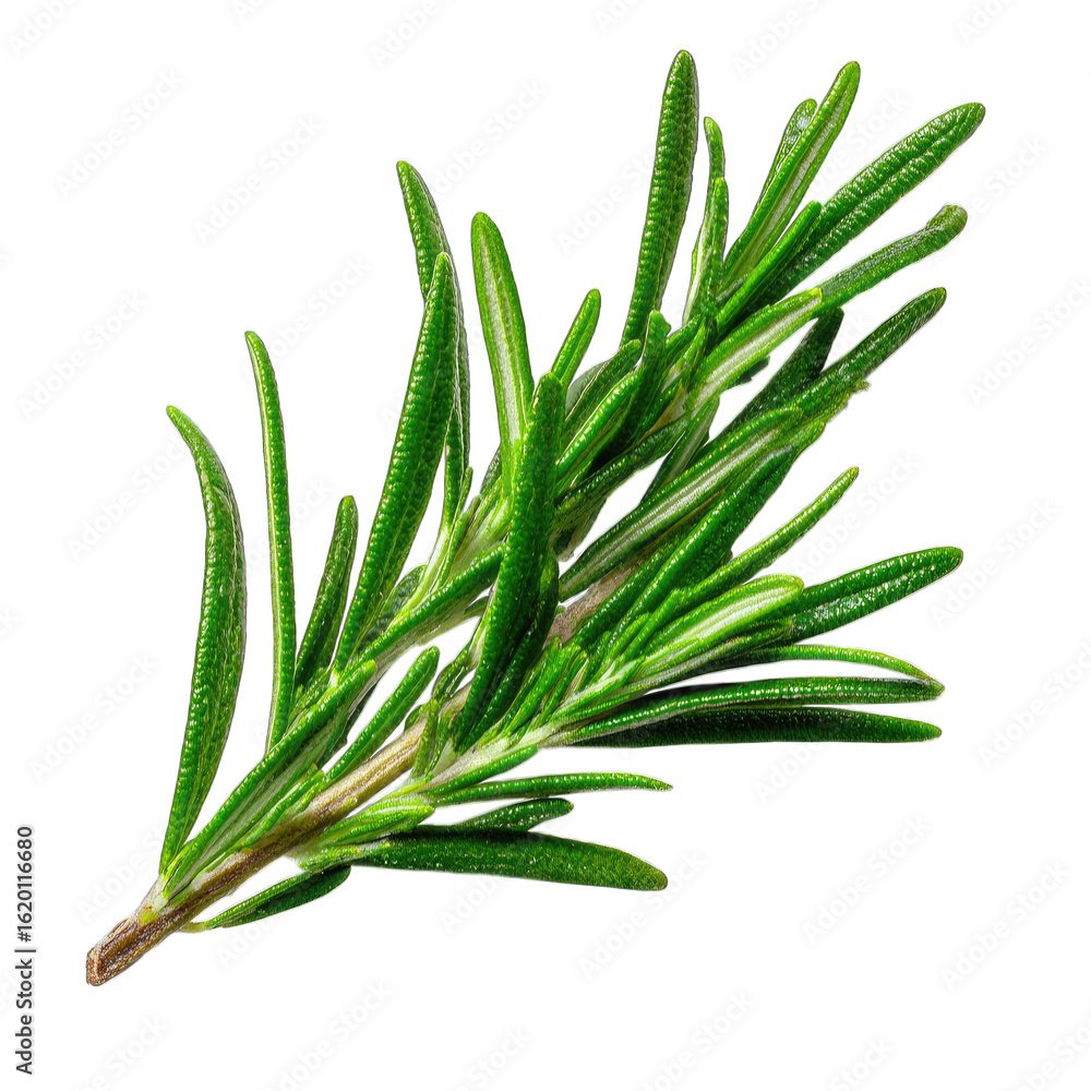 Fototapeta premium Rosemary Sprig Fresh Herb Closeup