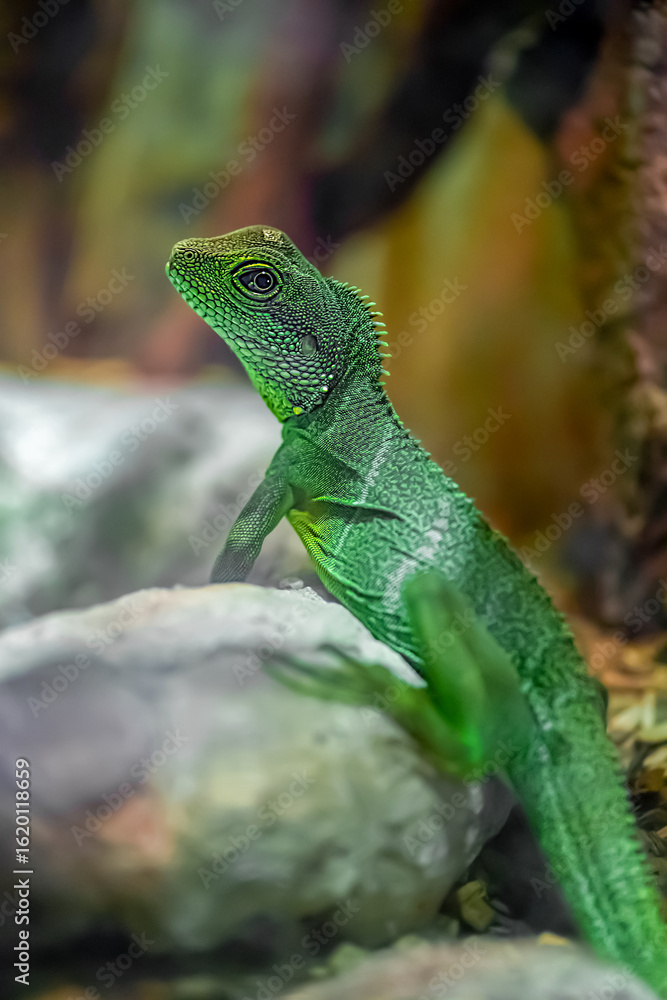 Fototapeta premium Asian Water Dragon on a stone in a vivarium. Physignathus cocincinus, Aquarium de Touraine, Touraine, Indre et Loire 37, région Centre Val de Loire, France, European Union, Europe