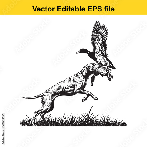 Weimaraner Vintage Black & White Hunting Dog Illustration with Muller Duck – Standing, Jumping, and Hunting Pose