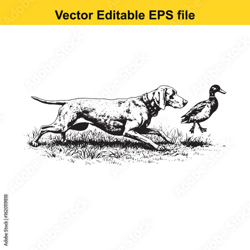 Weimaraner Vintage Black & White Hunting Dog Illustration with Muller Duck – Standing, Jumping, and Hunting Pose
