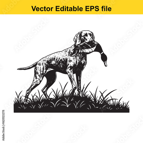 Weimaraner Vintage Black & White Hunting Dog Illustration with Muller Duck – Standing, Jumping, and Hunting Pose