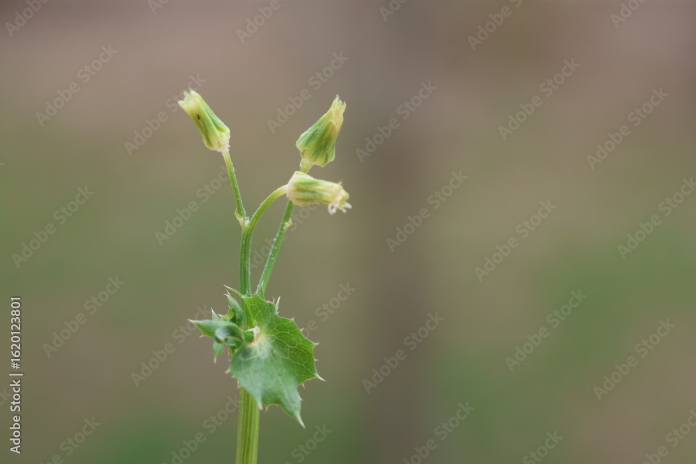 Naklejka premium Sonchus oleraceus is a plant in the dandelion tribe within the daisy family