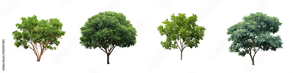 Fototapeta premium Four Distinct Green Trees With Visible Branches And Foliage Isolated On A Transparent Background Isolate