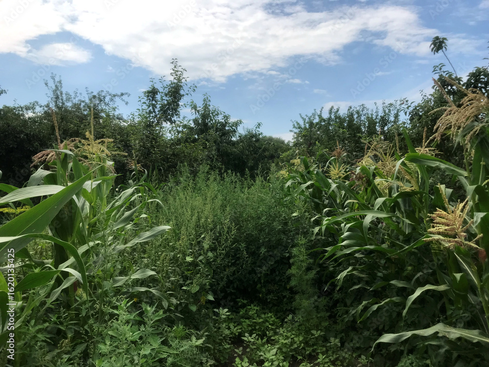 Obraz premium Fields of corn surrounded by lush greenery under a blue sky