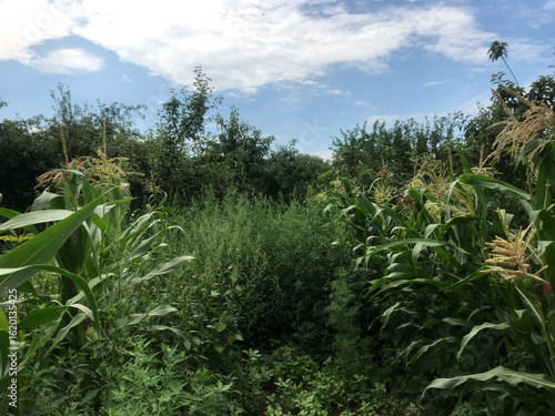 Wallpaper Mural Fields of corn surrounded by lush greenery under a blue sky Torontodigital.ca