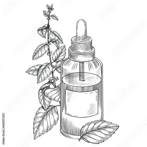 Glass dropper bottle with lemon balm plant and mint leaves drawn in vintage botanical style. Vector illustration of essential oil for herbal medicine, aromatherapy, cosmetics or apothecary design.