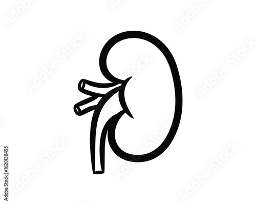 Anatomical Kidney Illustration, Medical Icon, Renal System in Black and White, Vector Illustration