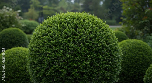 Closeup green spherical bushes