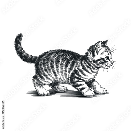 Cat engraving art