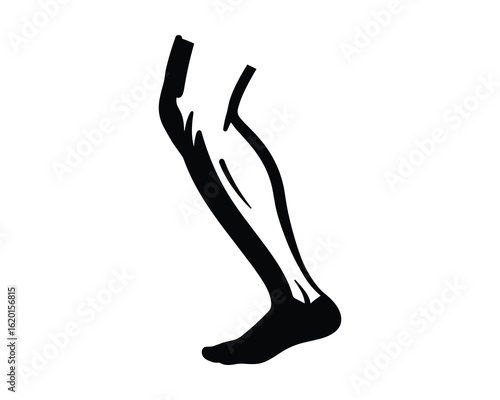 Human Leg Anatomy, Side View Medical Illustration in Black and White, Vector Illustration.