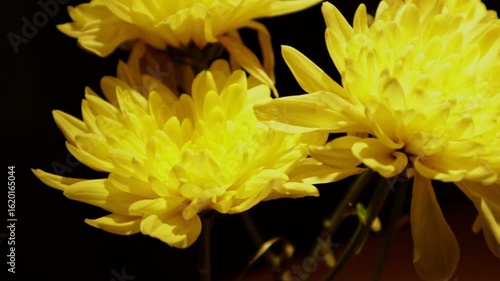 Soft light from a nearby lamp falls on a yellow chrysanthemum in a glass, placed on a wooden table and surrounded by subtle shadows
