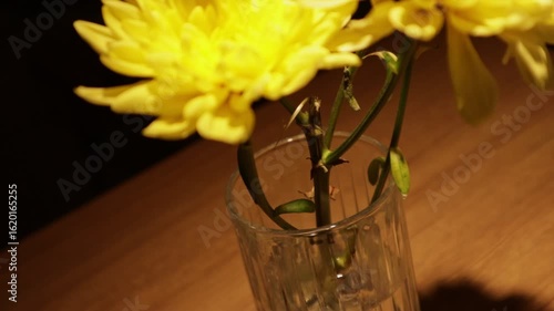 Root of yellow chrysanthemum in a glass of water on a table in a dim environment