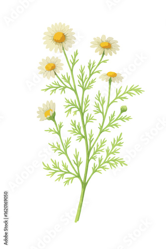 Vintage watercolor illustration of chamomile (Matricaria chamomilla) herb with flowers and leaves. Vector isolated on white background.
