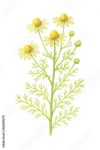 Vintage watercolor illustration of chamomile (Matricaria chamomilla) herb with flowers and leaves. Vector isolated on white background.