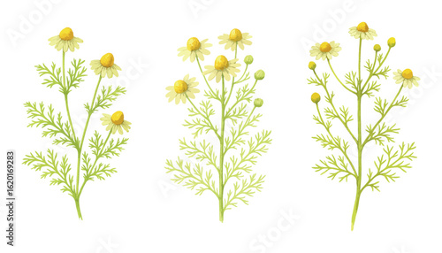 Set of three chamomile (Matricaria chamomilla) watercolor illustrations with detailed stems, leaves and flowers. Vectors isolated on white background.