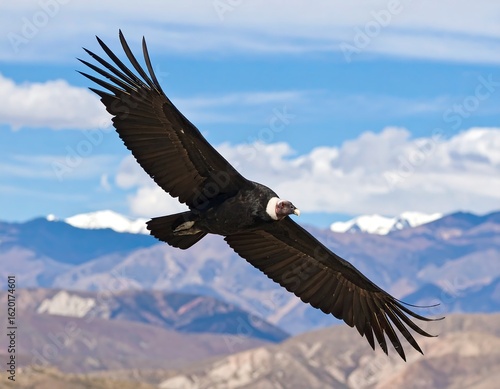 Andean Condor soaring over mountains