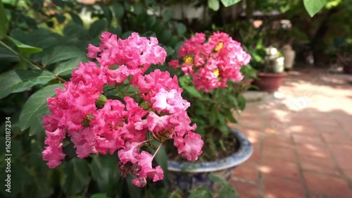 Wallpaper Mural Flowering Plants in Garden of Ba Danh Pagoda Travel in Vietnam Torontodigital.ca