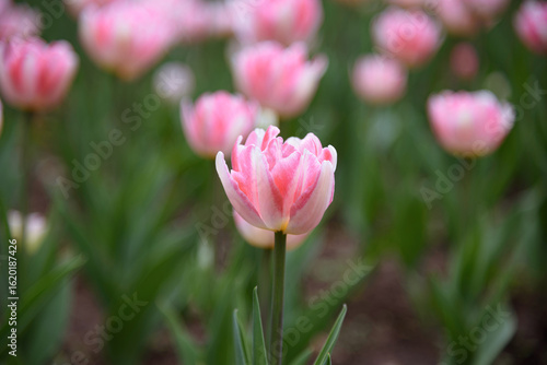 pink tulip flowers in flower bed, growing beautiful flowers, gardening concept, nature background